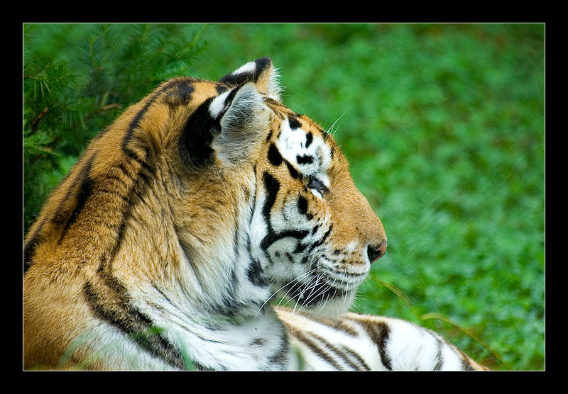 Tiger shot 1