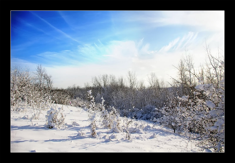 Beauties of Winter