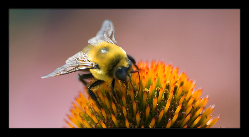 Bubblebee shot 1