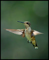 Hummer 4