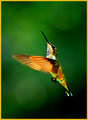 Hummer 5