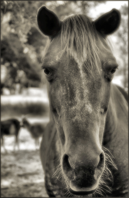 Horse
