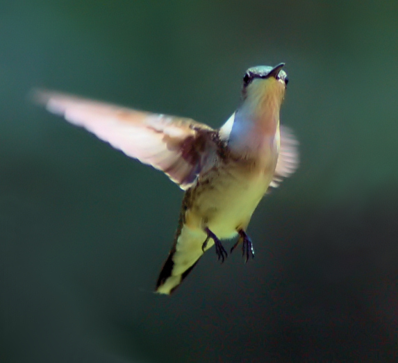 Hummer 3