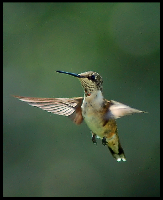 Hummer 4