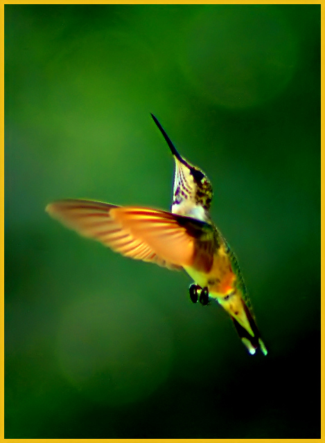 Hummer 5