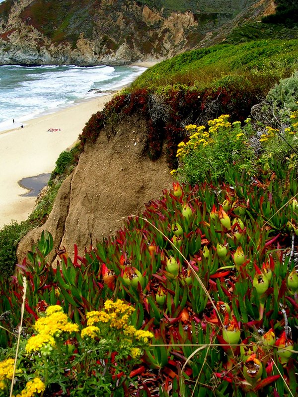 Coastal Flowers