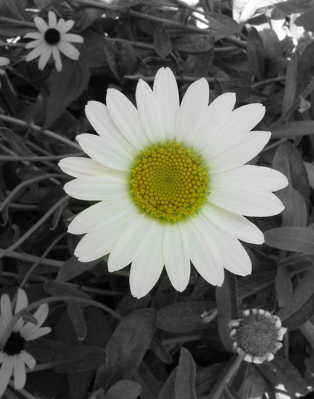 Too pretty to pick