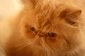 Willaby