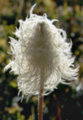 cottonWrmFlwr_sm_soft.JPG