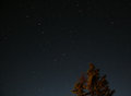 wtrtn_ngt_tree2_sm.JPG