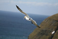 gannet1.JPG