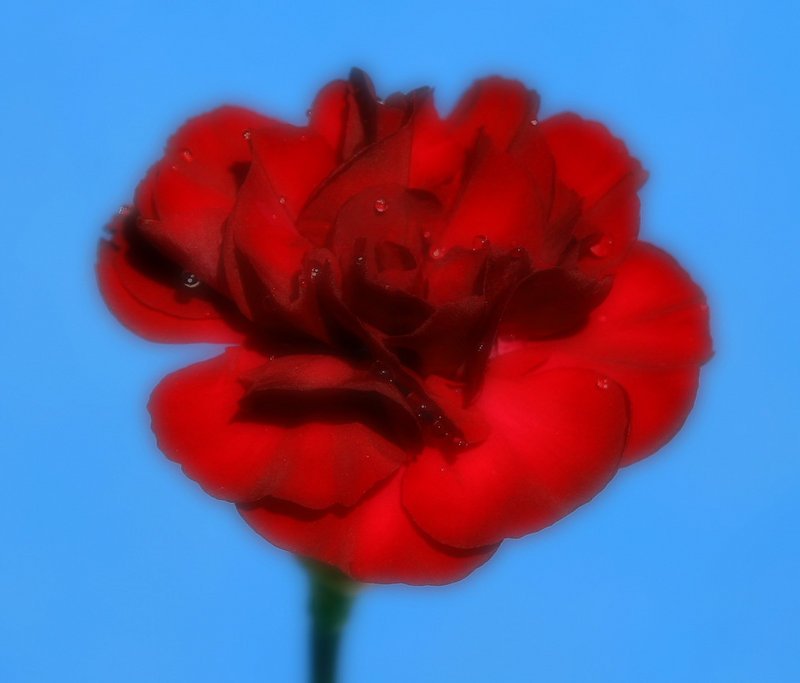 flwr_sm.JPG
