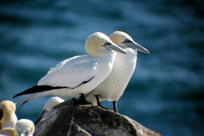 nfld_CpStMrys_kowaNikon_gannets2.JPG