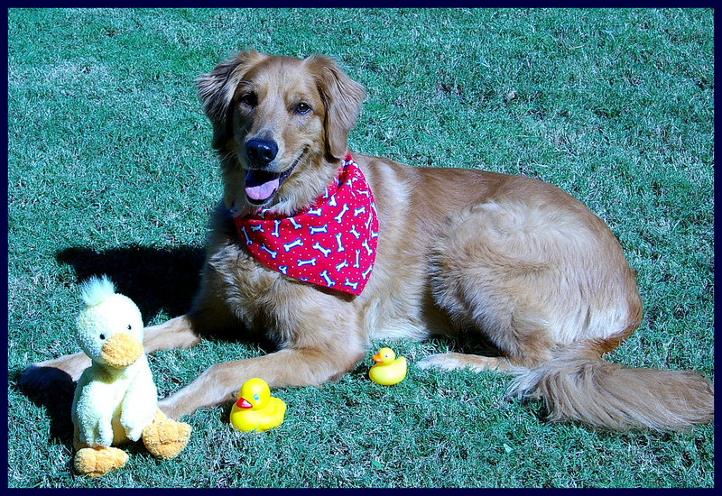 Ducky Pic 1.jpg