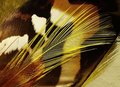 A feather