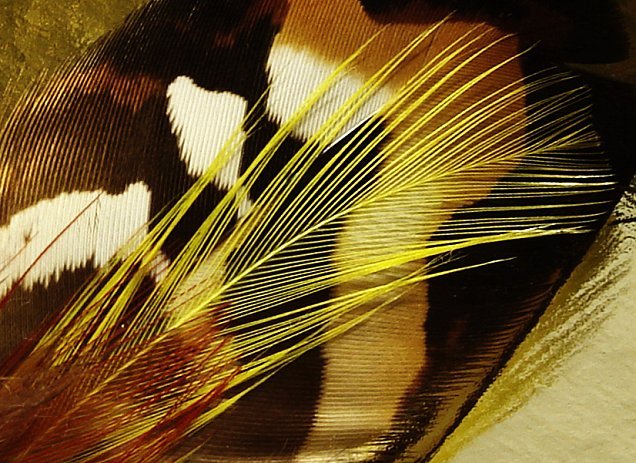 A feather