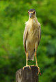 Red-eyed Bird.jpg