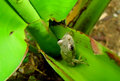 Banana Plant Frog.jpg
