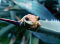 Tree-Frog-Aloe-2k5.jpg