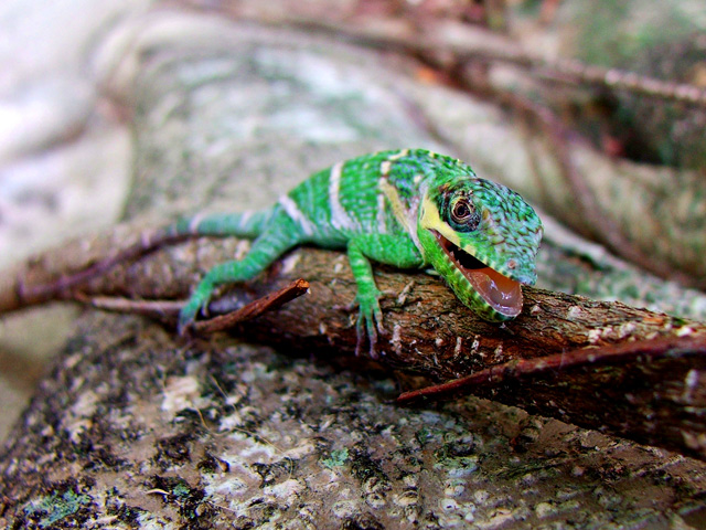 Knight Anole.jpg
