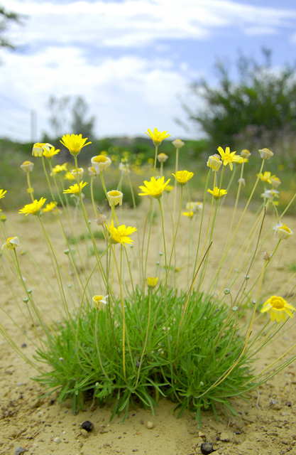 From the Desert Floor.jpg