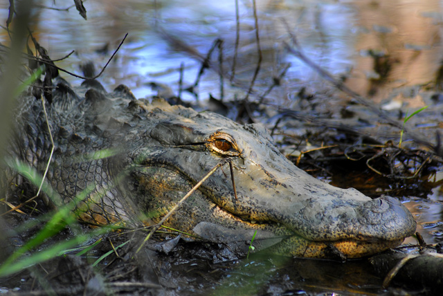 Bright Eyed Alligator.jpg