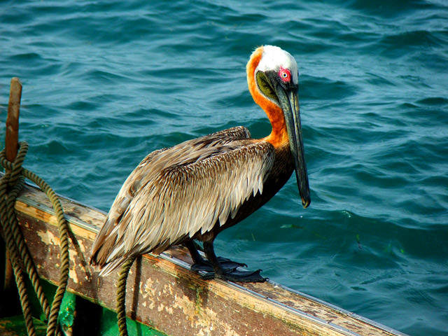 Pelican on Boat.jpg