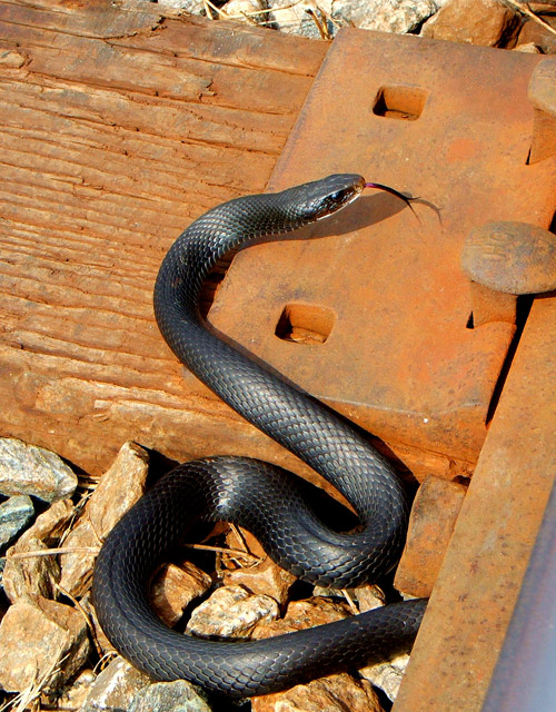 Black Snake on Railroad.jpg