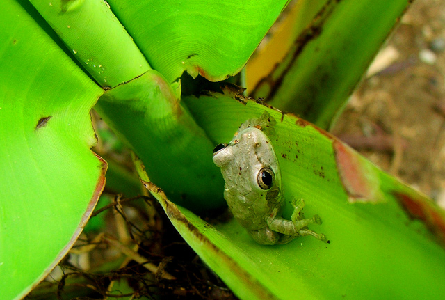 Banana Plant Frog.jpg