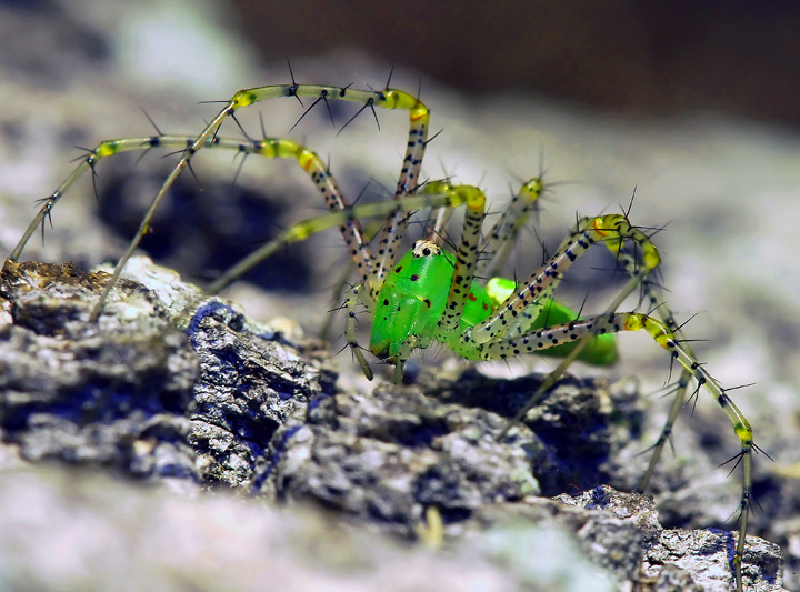 Green-Lynx-Spider-On-Tree-2.jpg