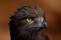 Brown Snake Eagle