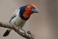 Black Collared Barbet