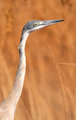 Blackheaded Heron