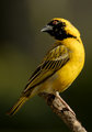 Masked Weaver