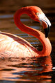 Lesser Flamingo
