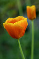 Spring's First
