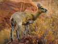 Klipspringer