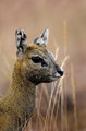 Klipspringer Portrait