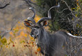 Greater Kudu