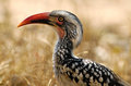 Redbilled Hornbill