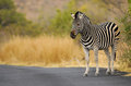 Zebra Crossing