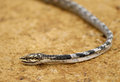 Twig Snake