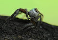 Jumping Spider