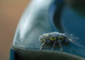Kettle Weavil