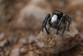 Jumping Spider 2