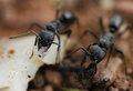Matabele Ants