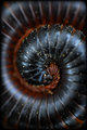 Millipede Spiral