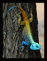 Agama Rainbow