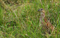 Crested Francolin