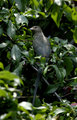 Redfaced Mousebird